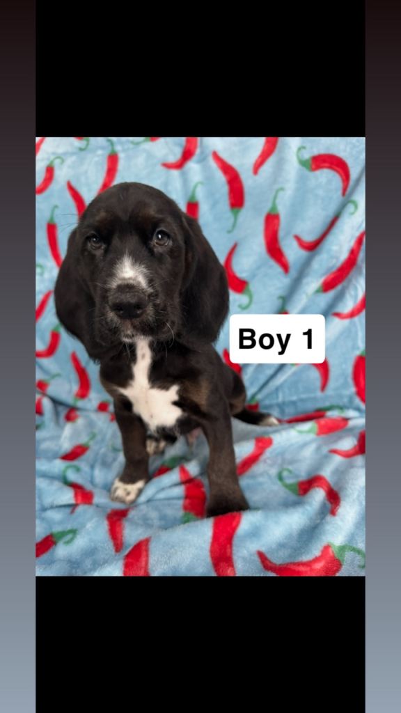 Beagle x puppies 
