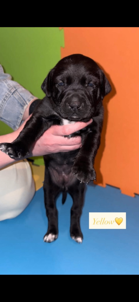 3 stunning staffadors left!!