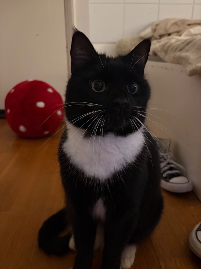 URGENT- Male Tuxedo, sweet & affectionate