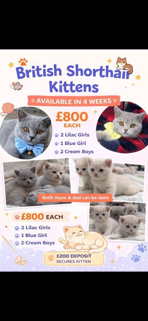 BSH kittens 