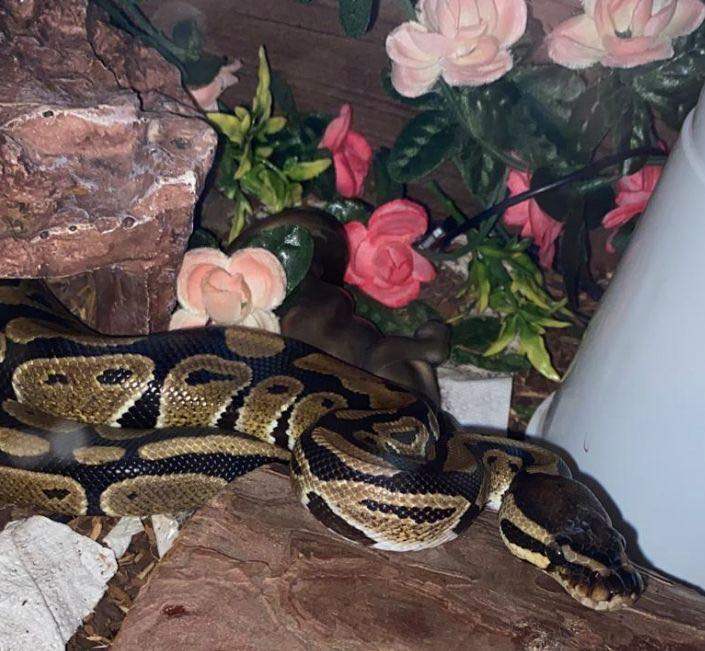 Ball python snake