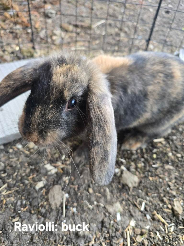 4 adorable Mini lop x Angora 