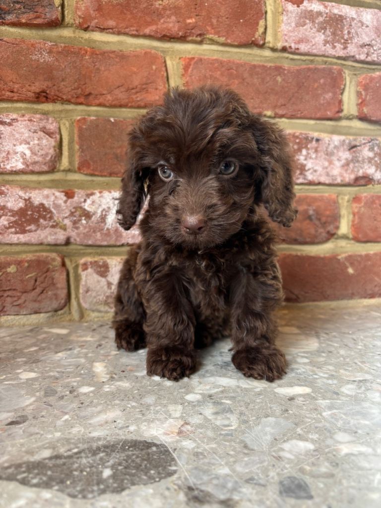 Outstanding cockapoo puppies 