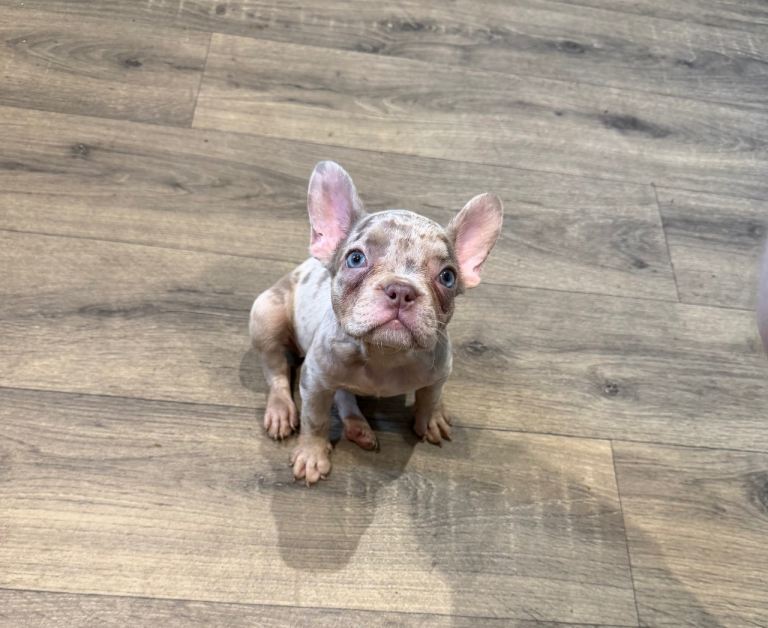 * ONLY 1 Luxury French Bulldog Puppy Avail* 