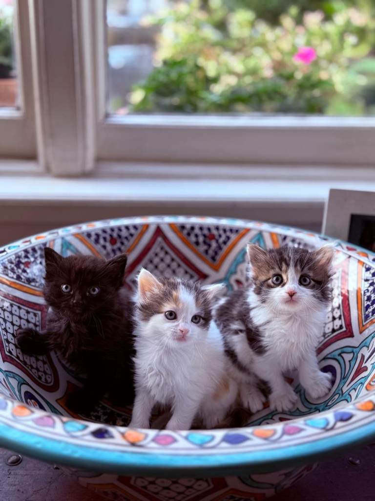 Title: 3 Beautiful Kittens Looking for Loving Forever Homes - Together or Individual 7 Weeks Old
