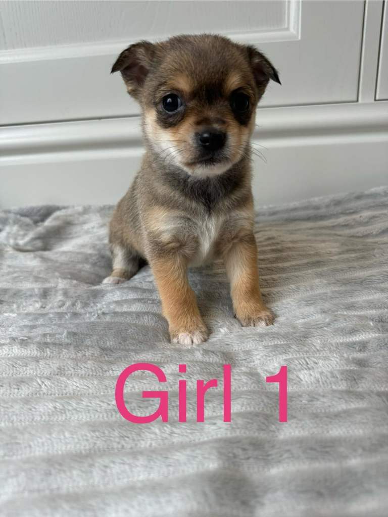 Norfolk Terrier X Norwich Terrier Puppies 🐶 