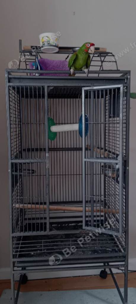 Parrot cage
