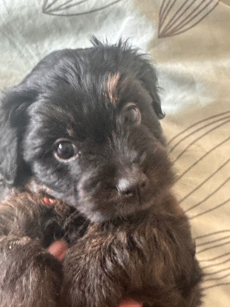 Cockapoo mix puppies