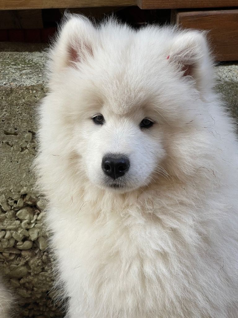 Samoyed puppies - last girl available. 