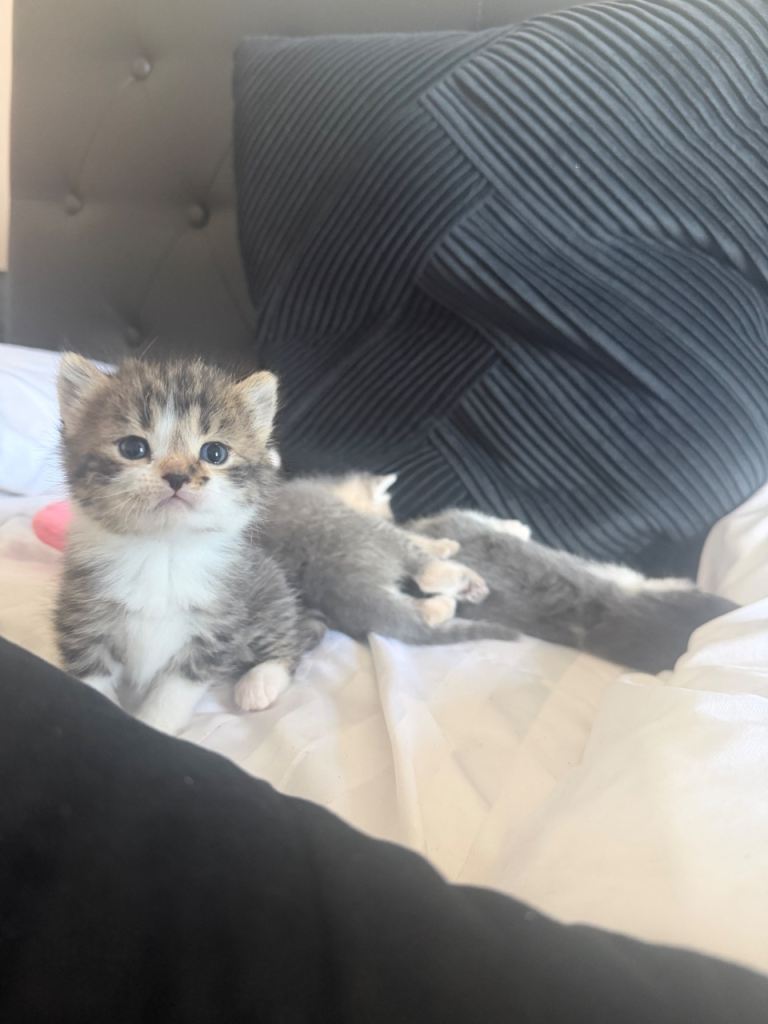 mixed breed kittens for sale 