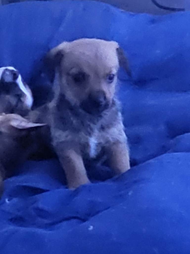 Puppies for sale