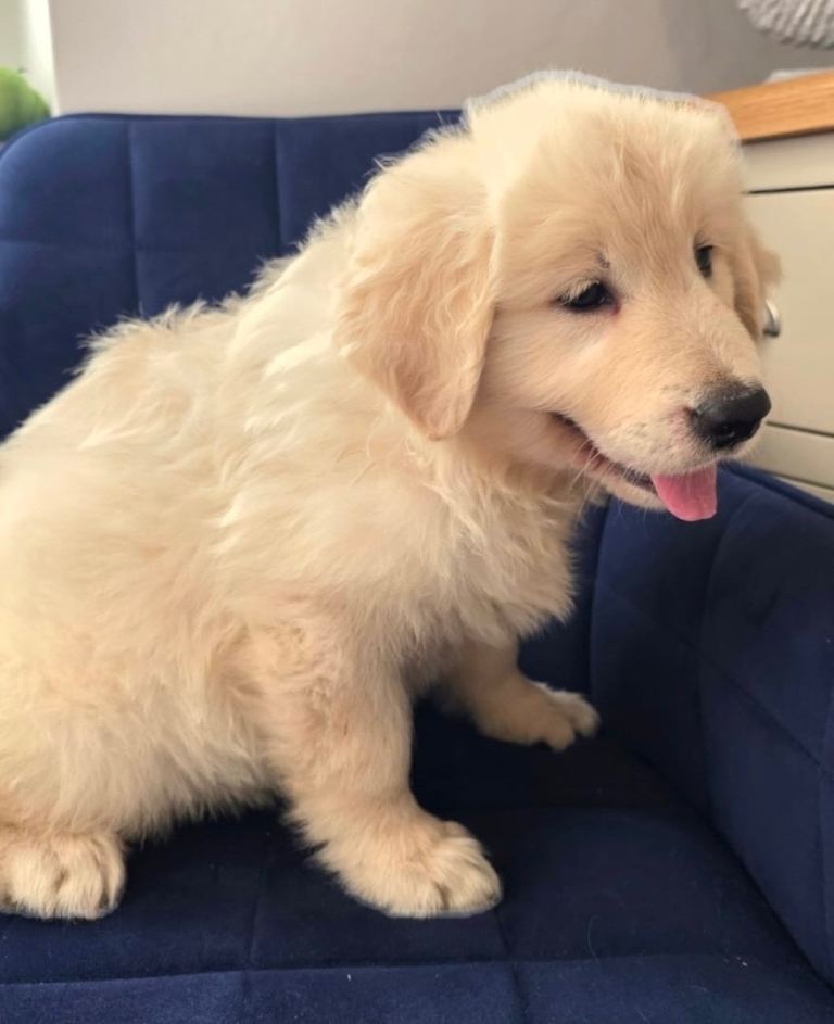 Golden Shepherd boy puppy 