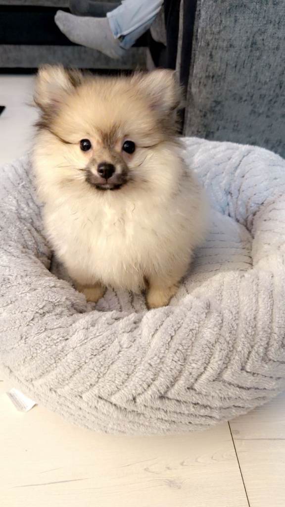 Miniture pomerainian puppy