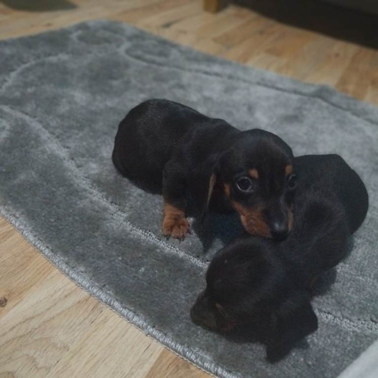 Dachshund puppies 