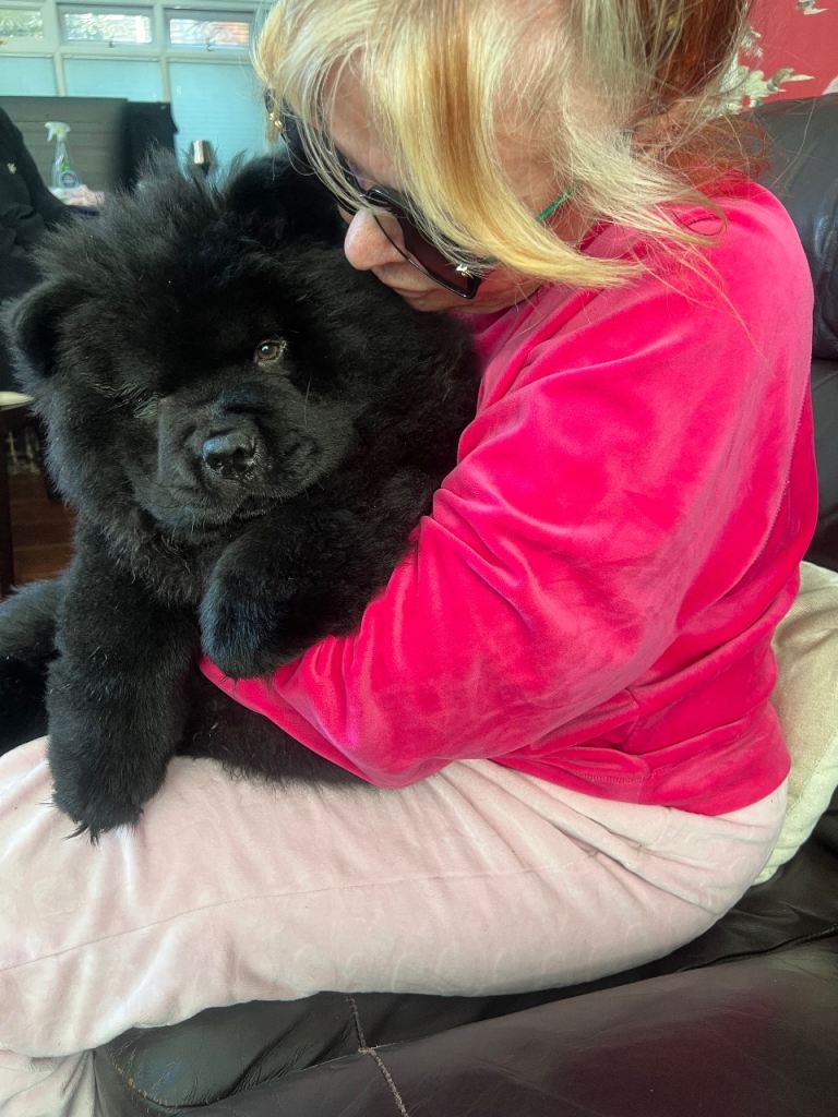 MALE RARE BEAUTIFUL BLACK CHOW CHOW PUPPY LOOKING FOR A FOREVER HOME