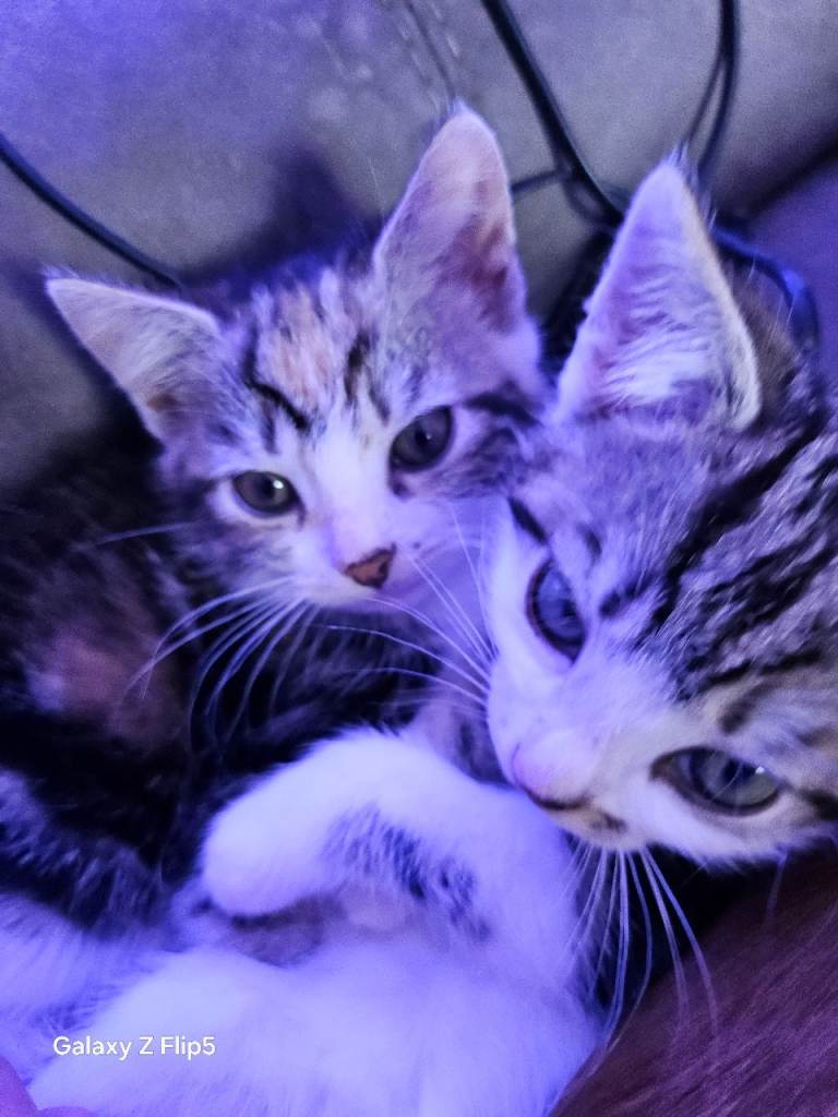 Kittens for sale