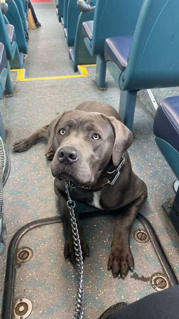 Cane corso 