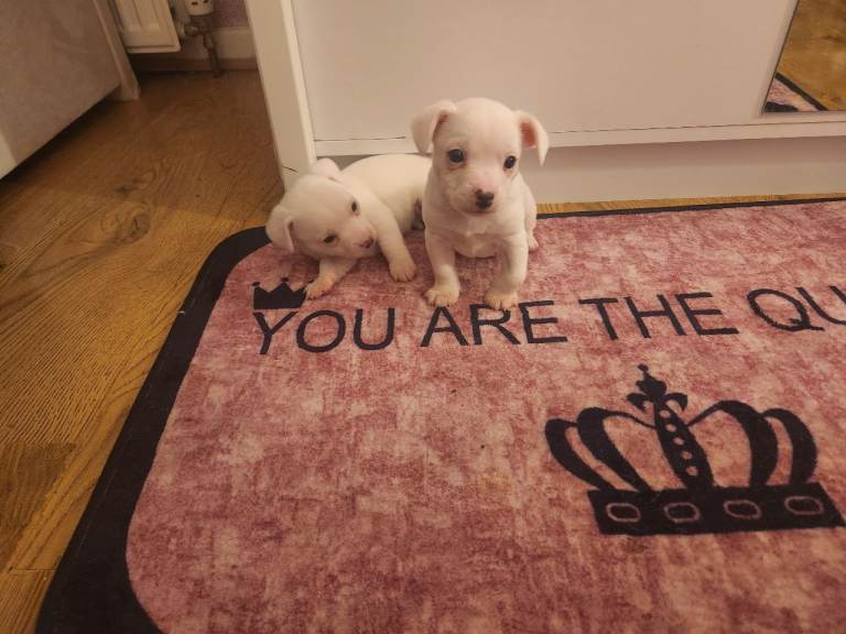 Chihuahua x jack russell 