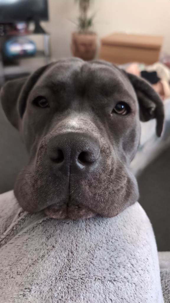 Female Cane Corso, 1 year old