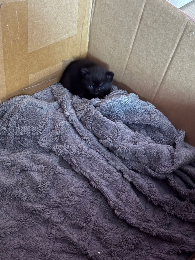 Kittens - no longer available 