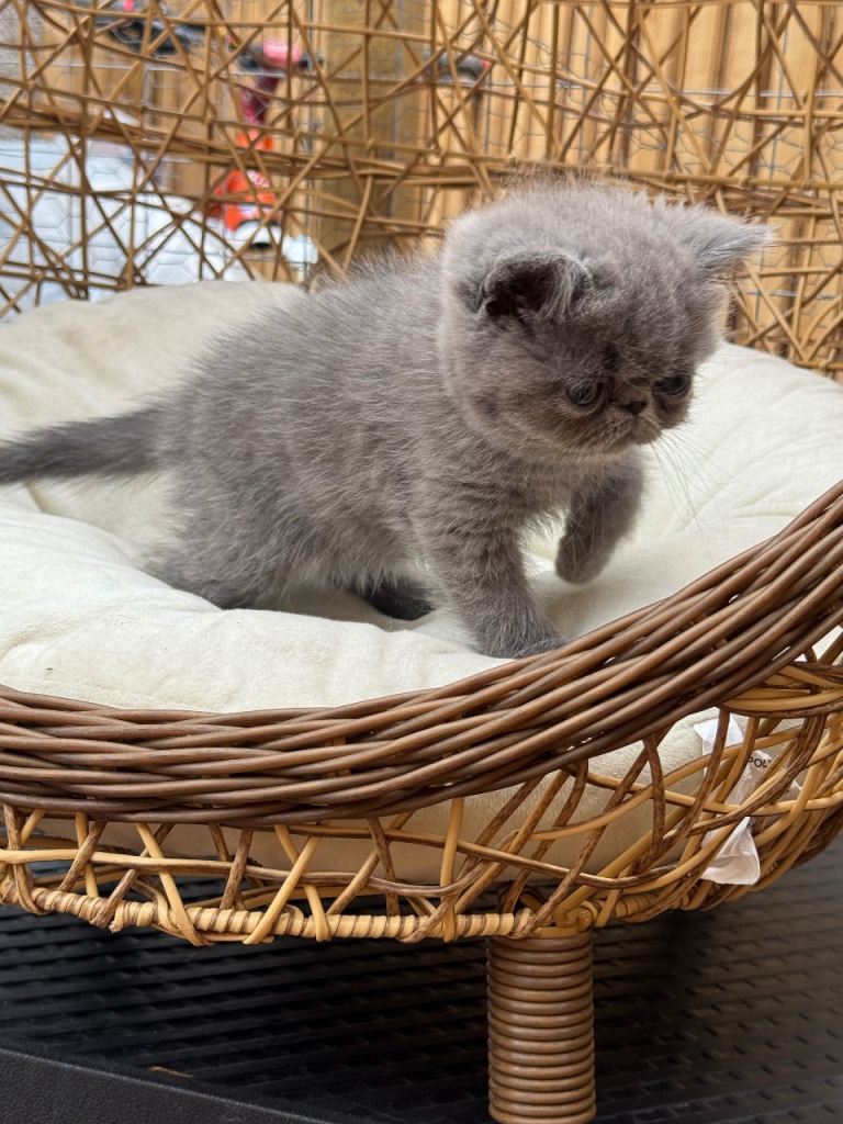 exotic persian 
