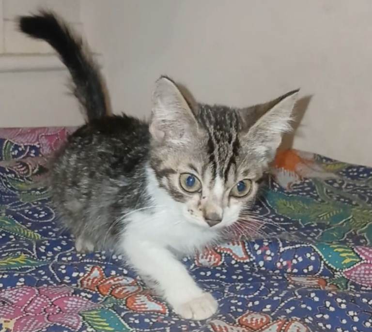Cute Lovely Kittens 