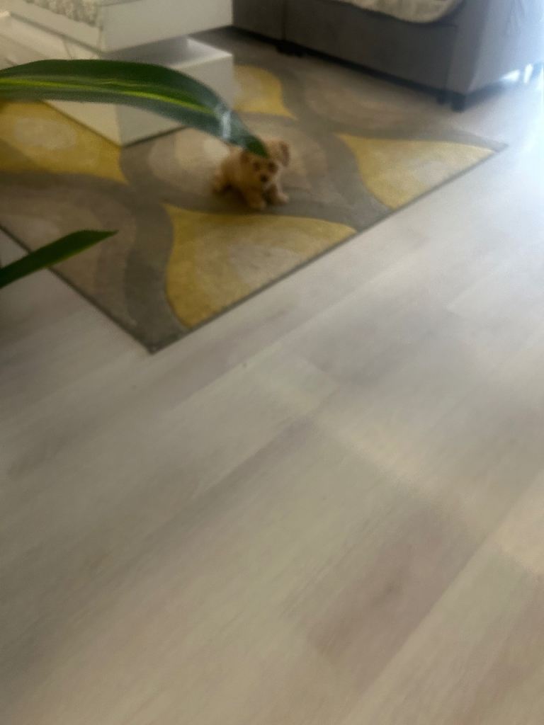 Dog maltipoo