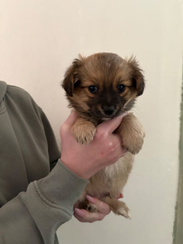 Pomeranian x Yorkshire terrier puppies