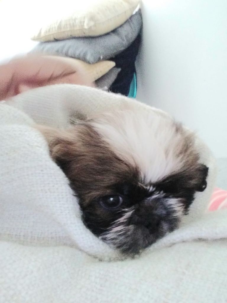 Shih Tzu Female Puppy 9 Weeks 🐶 