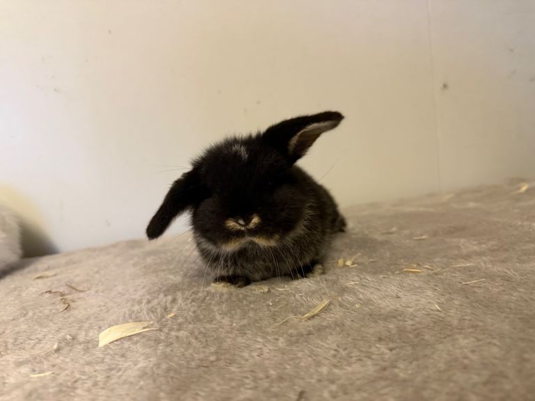 Pure breed mini lop rabbits for reserve 