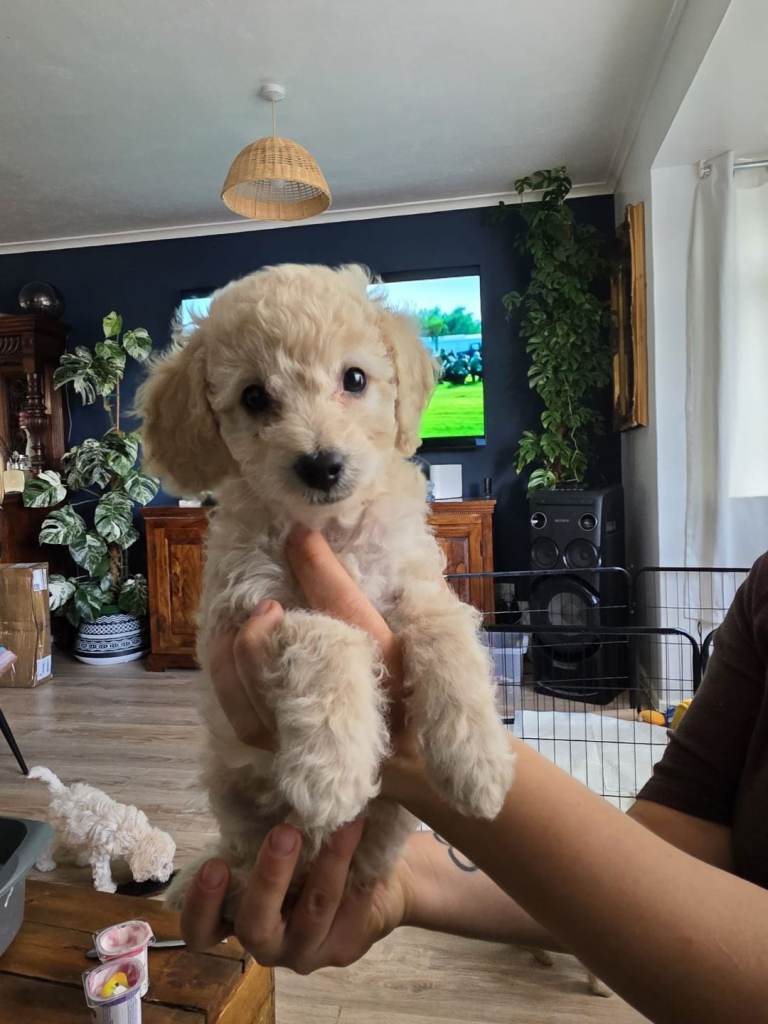 Toy poodle × cockapoo