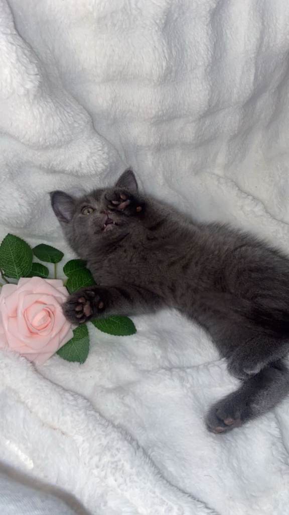 British shorthair x sypnx kitten