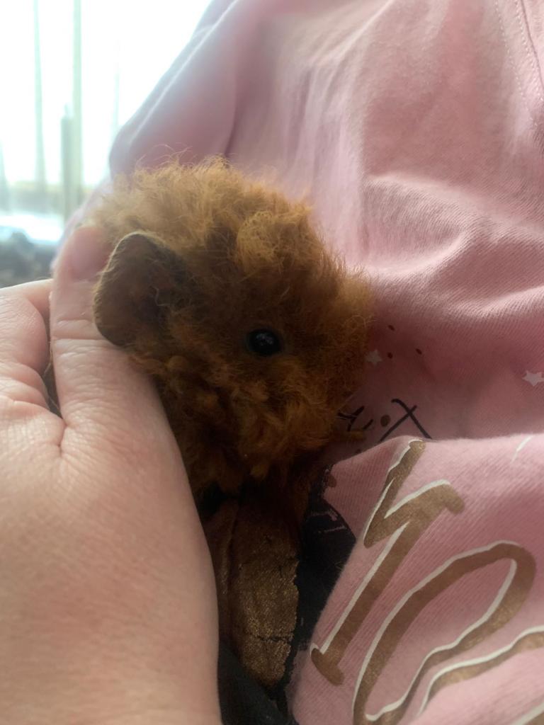 Mixed lot of guinea pigs