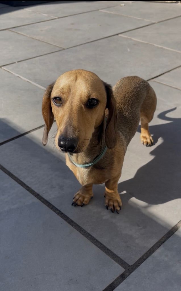 Cooper - Miniature Dachshund  