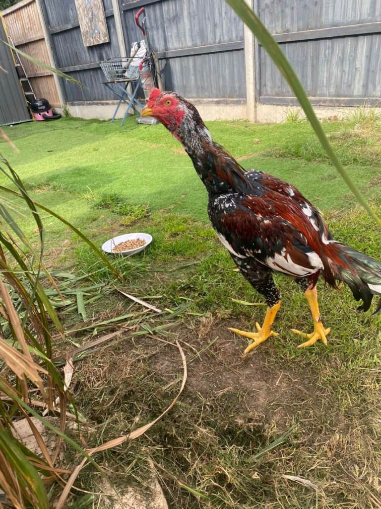 Pakistani aseel cock and king shamo and hen