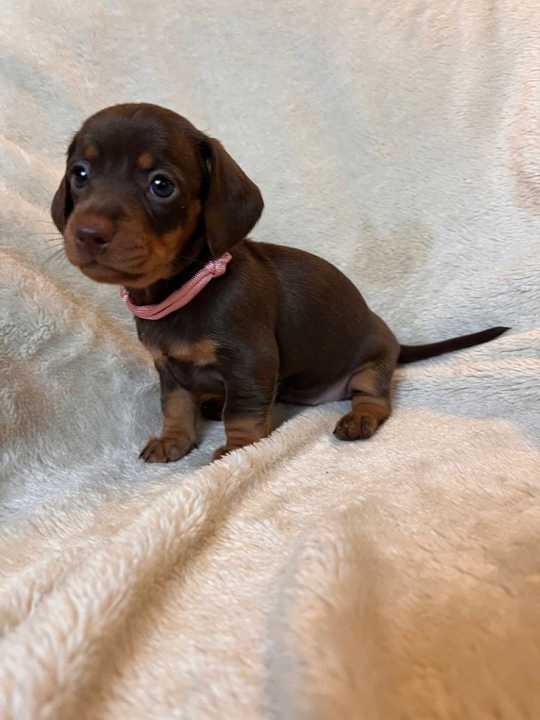 Chocolate & Tan Mini Dachshunds 