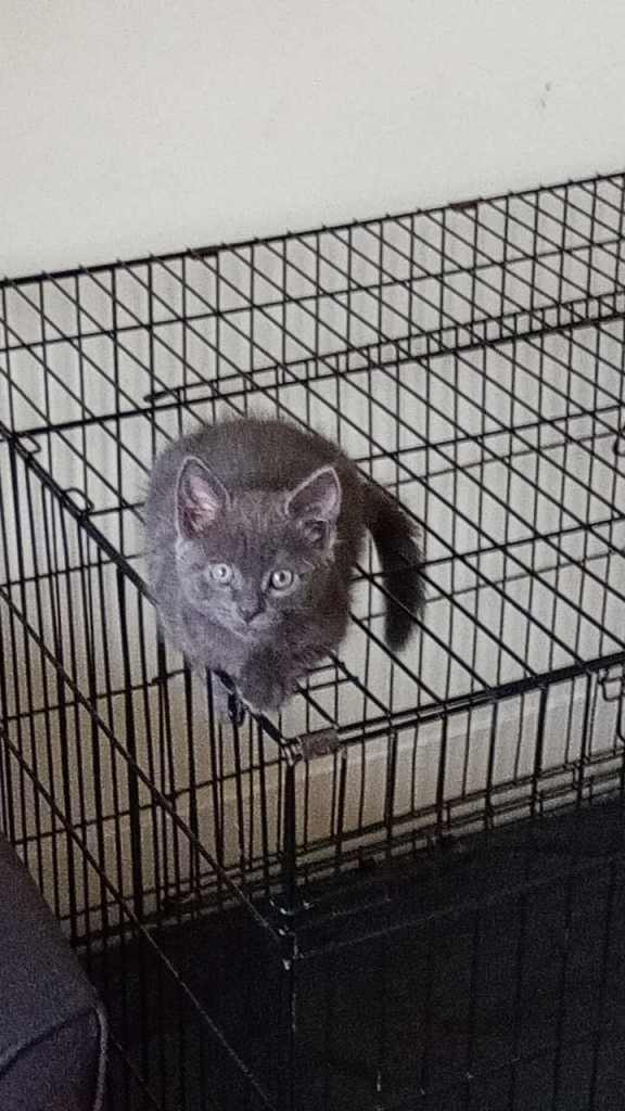 Kitten 