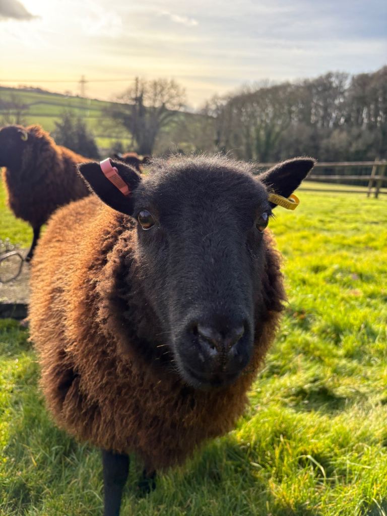 Grazing requires near Barnstaple (5 mile radius) 