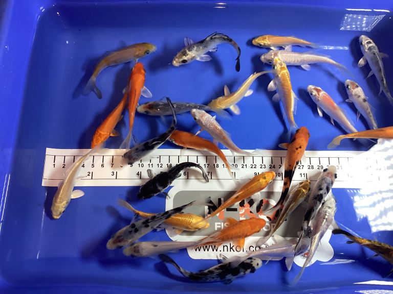 Koi Carp 4-5 Inches Friendly with Stunning Colours Can Deliver Nationally for small Charge