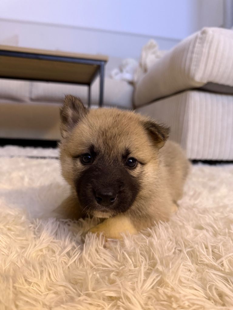 image for Huskita Puppies For Sale 