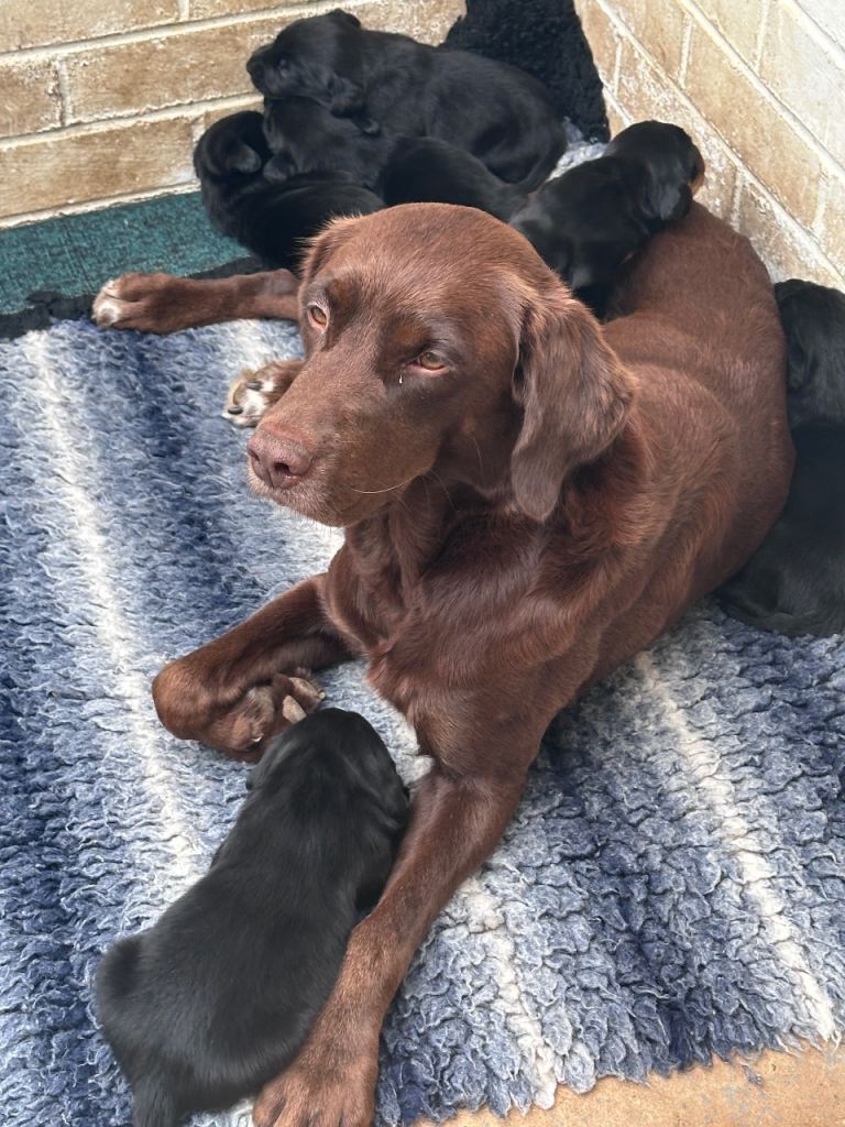 Springer Labrador Cross puppies 