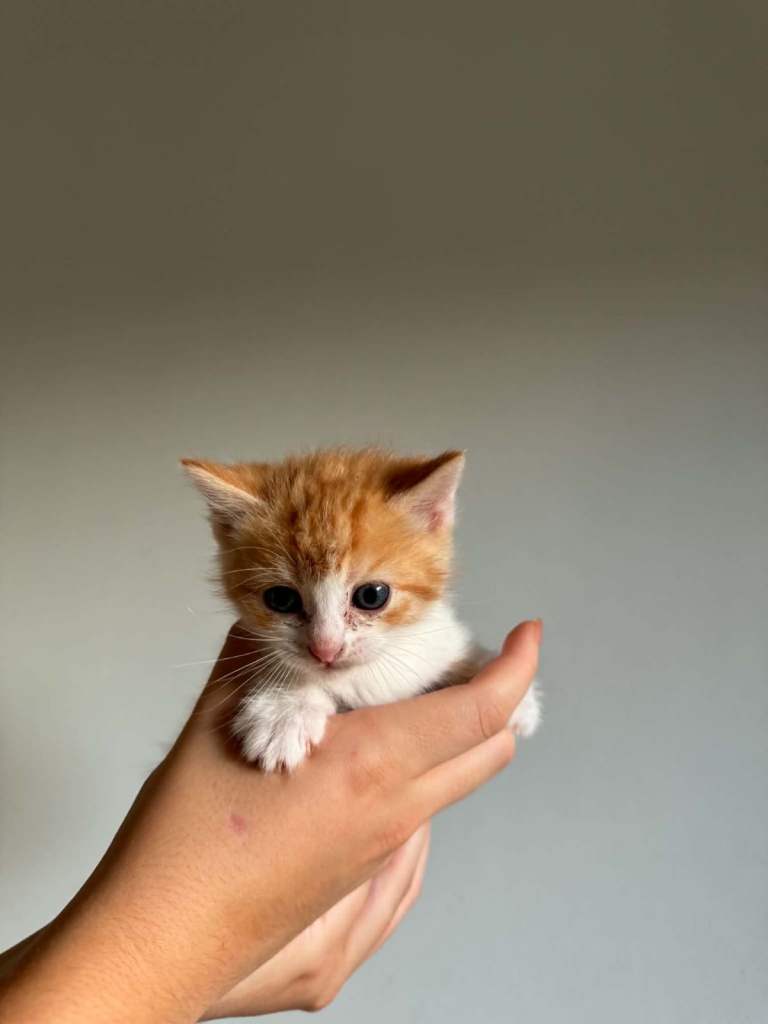 Kittens ** all reserved**