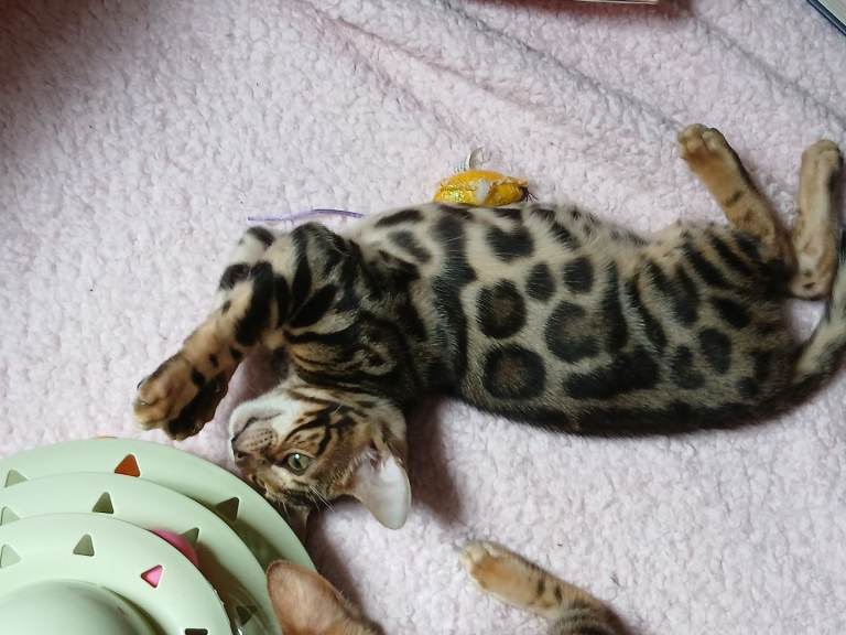 Family raised TICA Bengal Kittens READY NOW