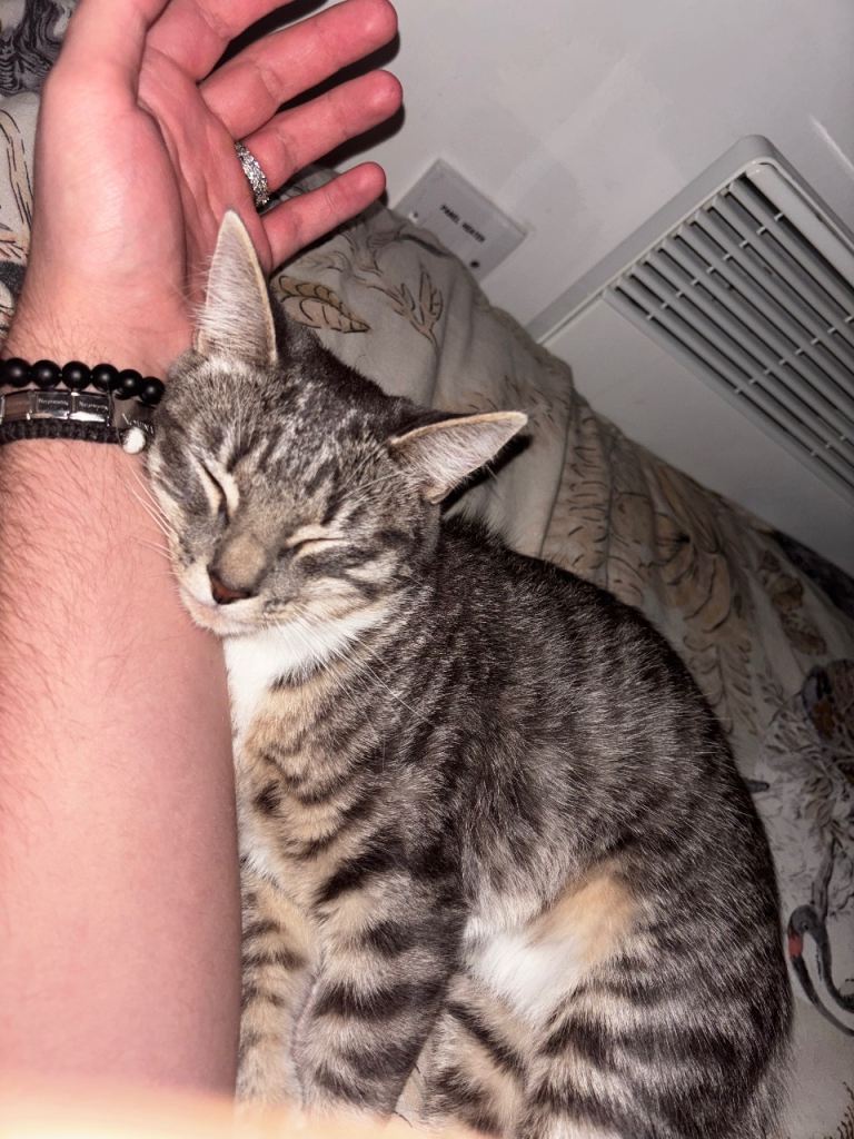 1 tabby/ragdoll (11 months) 