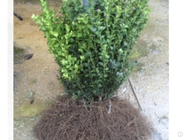 BOX HEDGING PLANTS.   1 ft.  £1-95
