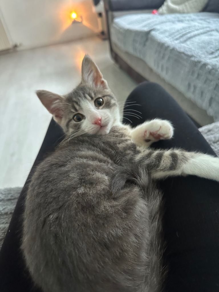 12 week old male kitten 