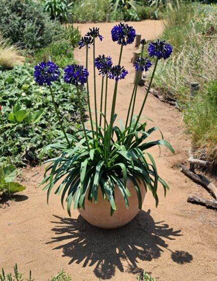 Agapanthus 'Midnight Sky' in 2 litre pot