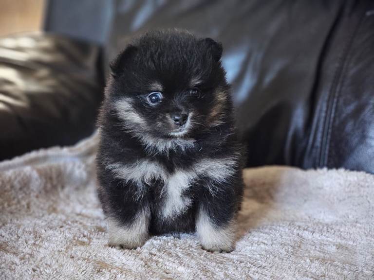 1 pomeranian baby boy