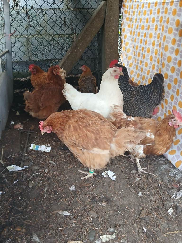 Selling laying chickens And Budgies for sale.