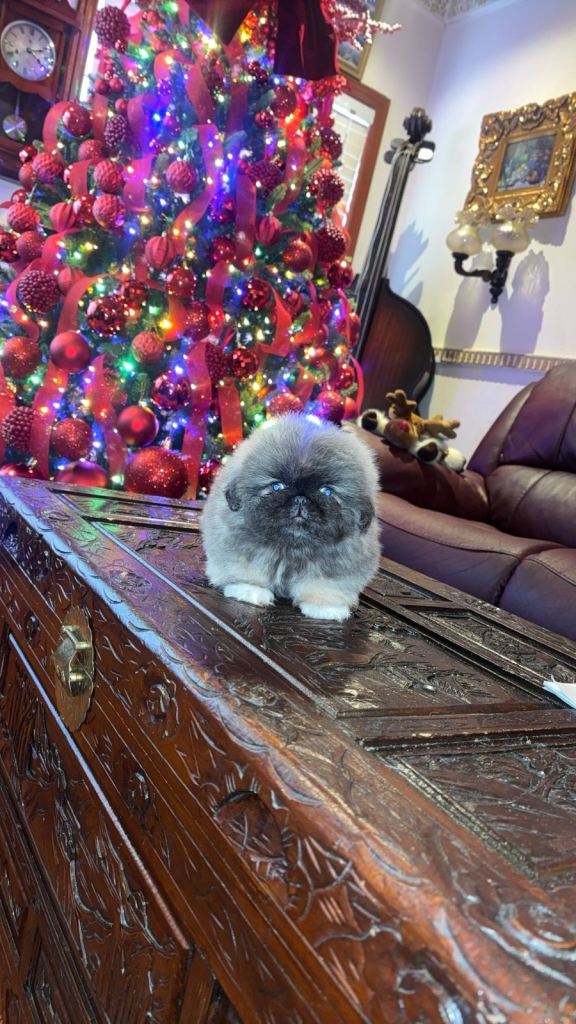 Stunning rare Pekingese puppies IKC reg 
